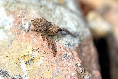 Réf. 342 845 : Neaetha membrosa